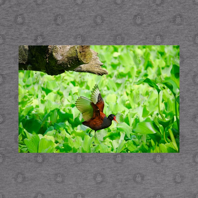 Bird on water plants / Swiss Artwork Photography by RaphaelWolf